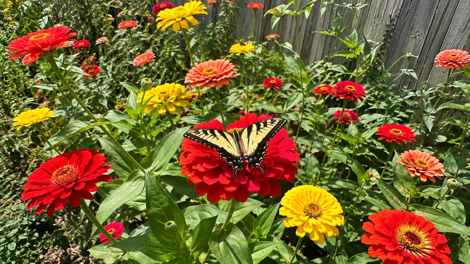 A yellow and black swallowtail butterfly rests on a bright red zinnia among colorful yellow and red garden blooms.