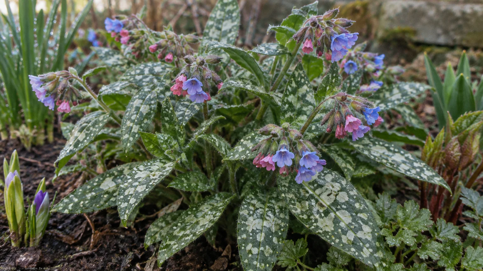 Lungwort plant with silver-spotted green leaves and clusters of small pink and blue bell-shaped flowers in soil.