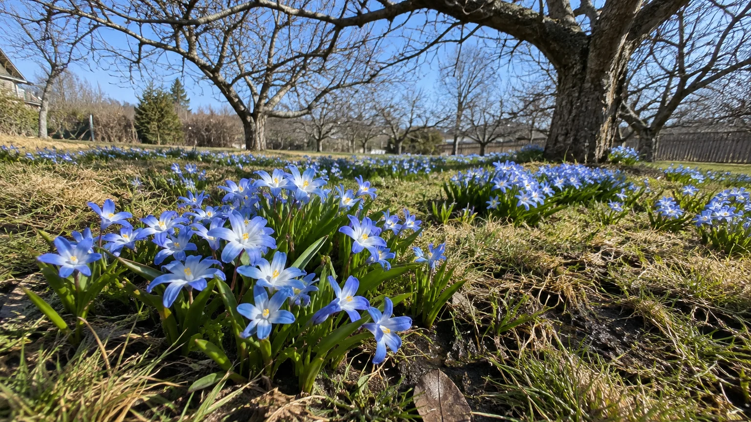 Small blue glory-of-the-snow flowers with white centers blooming across a grassy lawn beneath bare orchard trees.