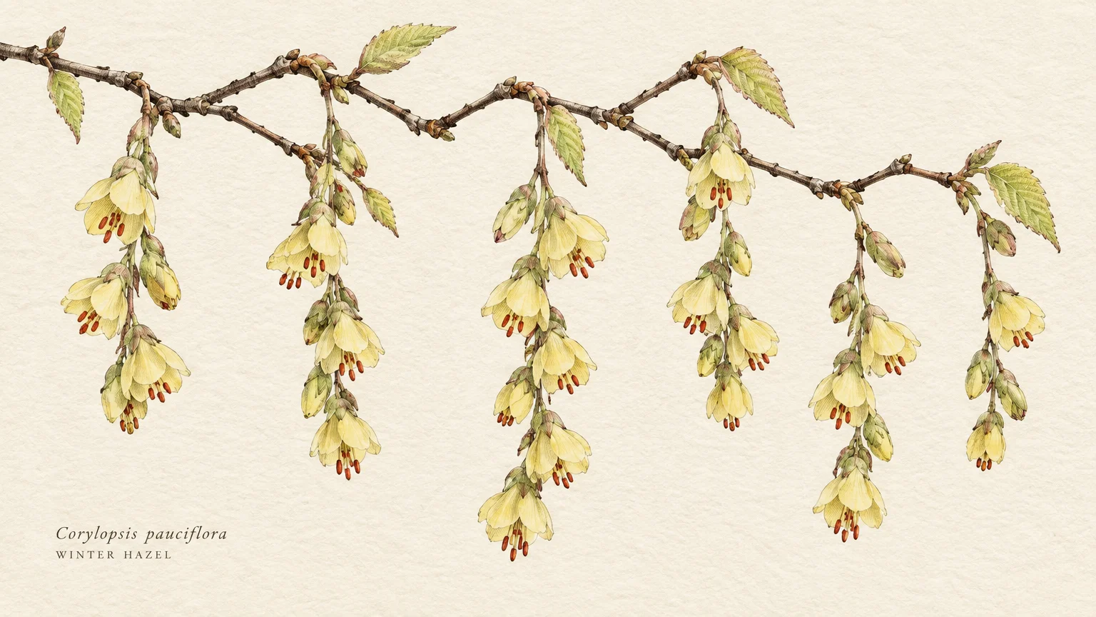 Botanical illustration of a winter hazel branch featuring drooping clusters of pale yellow, bell-shaped flowers and leaves.