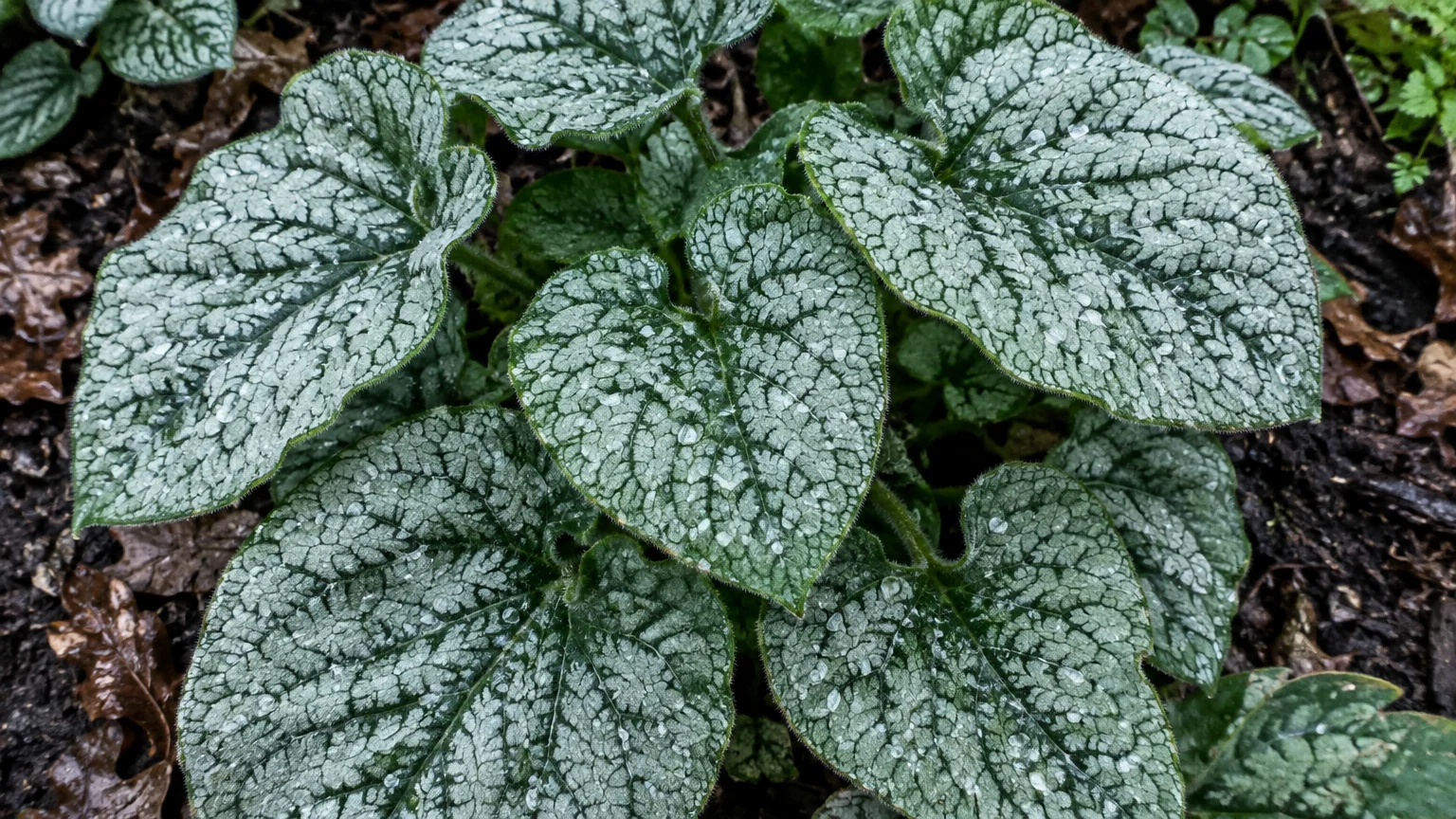 Close-up of heart-shaped silvery green Brunnera macrophylla leaves with dark green veins and water droplets.