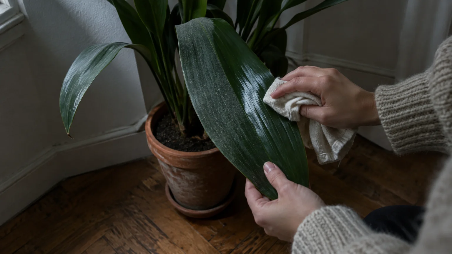 Hands using a cloth to wipe dust off a broad green leaf of a potted plant sitting on a wooden floor.