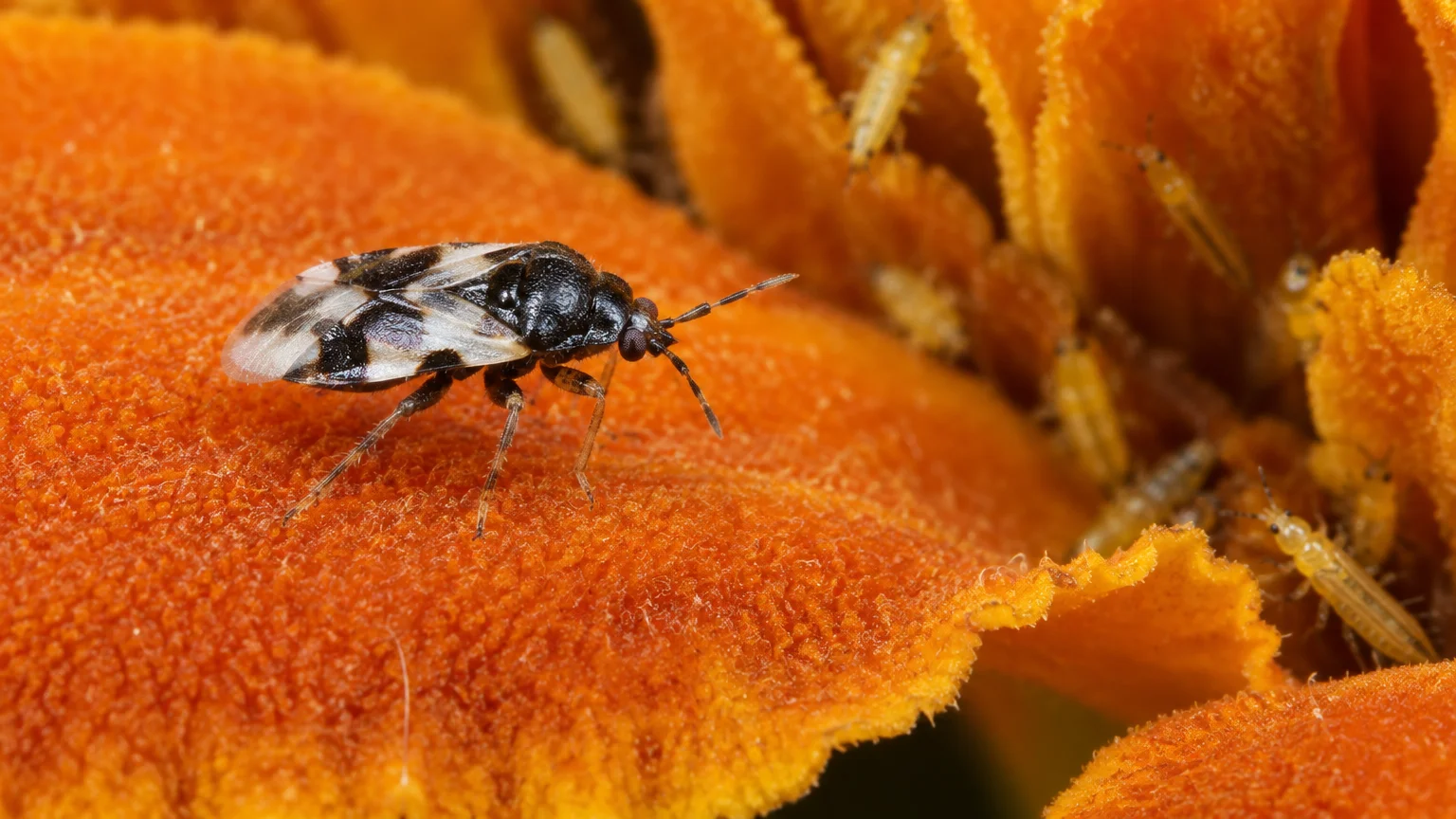 Black-and-white minute pirate bug perches on a textured orange flower petal near several tiny yellow insect nymphs.