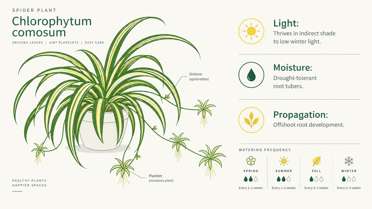 Botanical infographic of a potted spider plant with labeled stolons, plantlets, care icons, and seasonal watering guide.