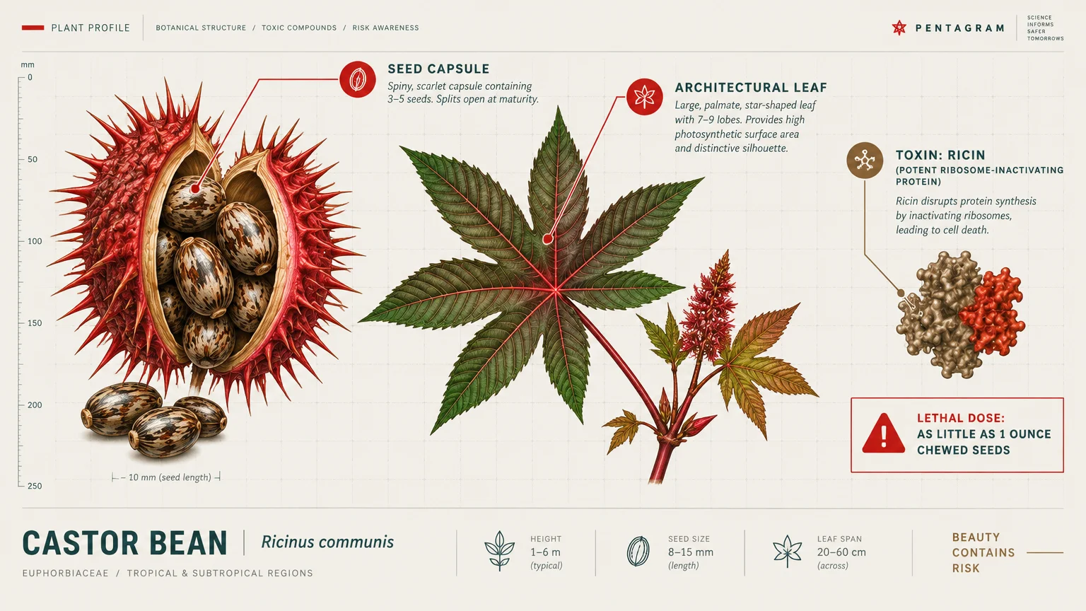 Botanical diagram of a spiny castor bean seed capsule, mottled seeds, palmate architectural leaf, and ricin molecular model.