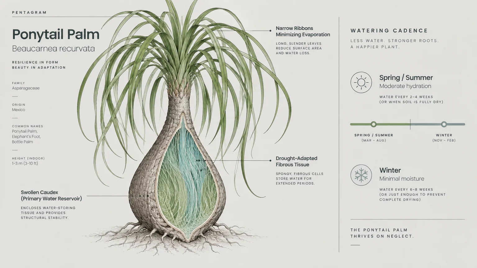 Botanical diagram of a ponytail palm showing a cross section of its bulbous trunk and watering schedule guidelines.