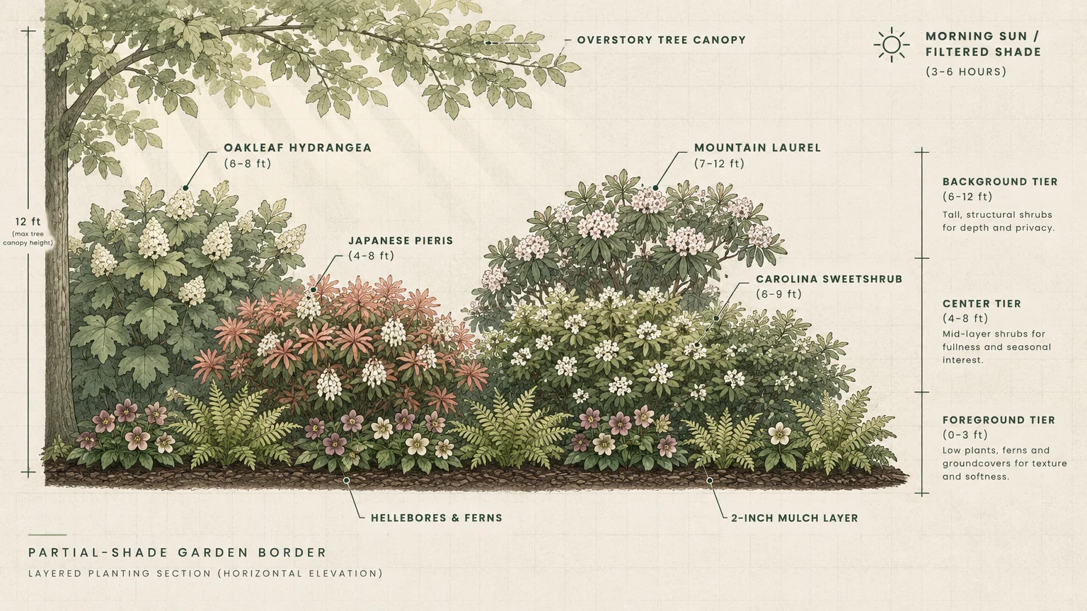Cross-section diagram of a partial-shade garden border showing background, center, and foreground tiers of shrubs and ferns.