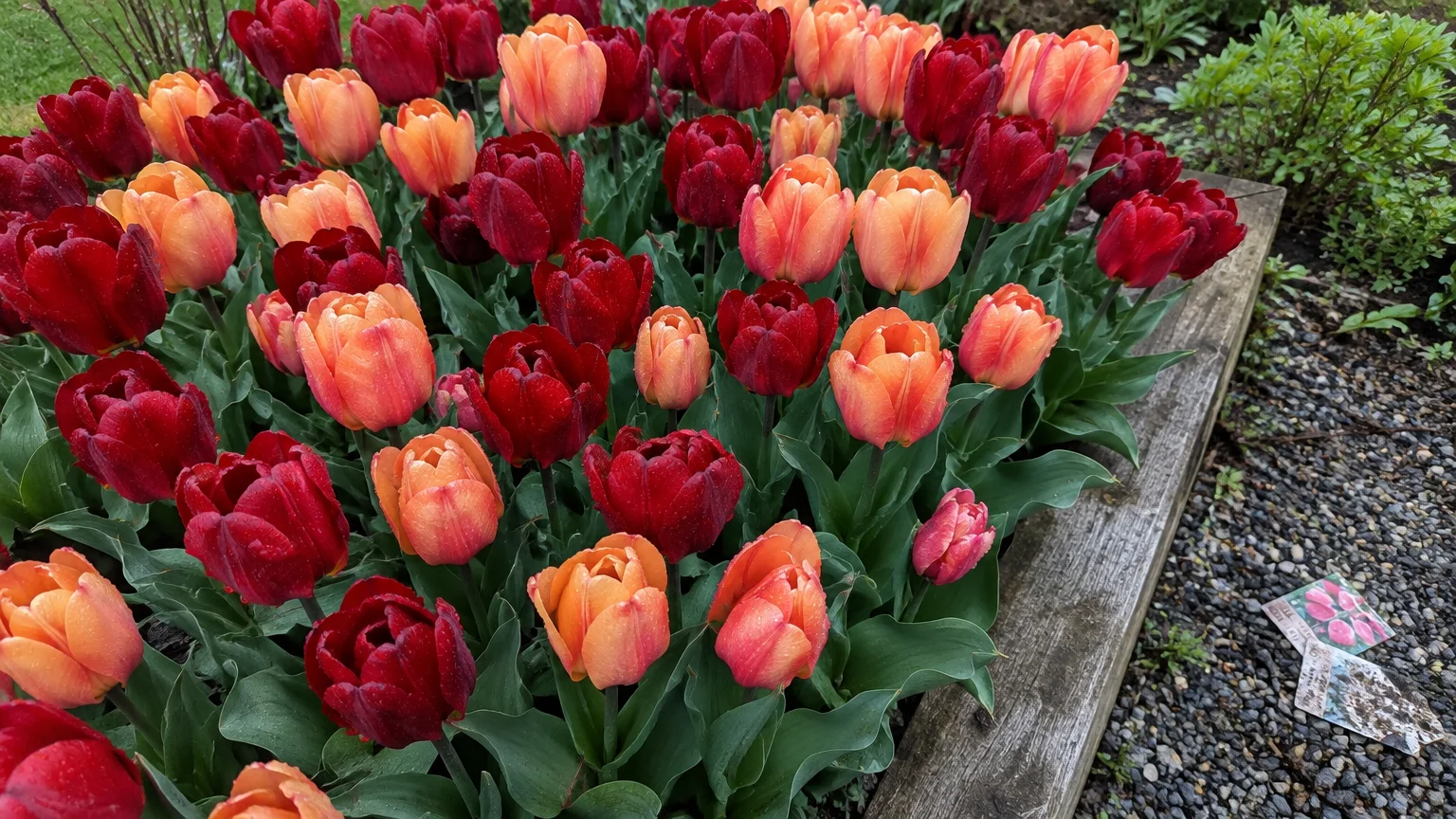 Deep red and peach-orange tulips blooming closely together in a garden bed edged with wood.