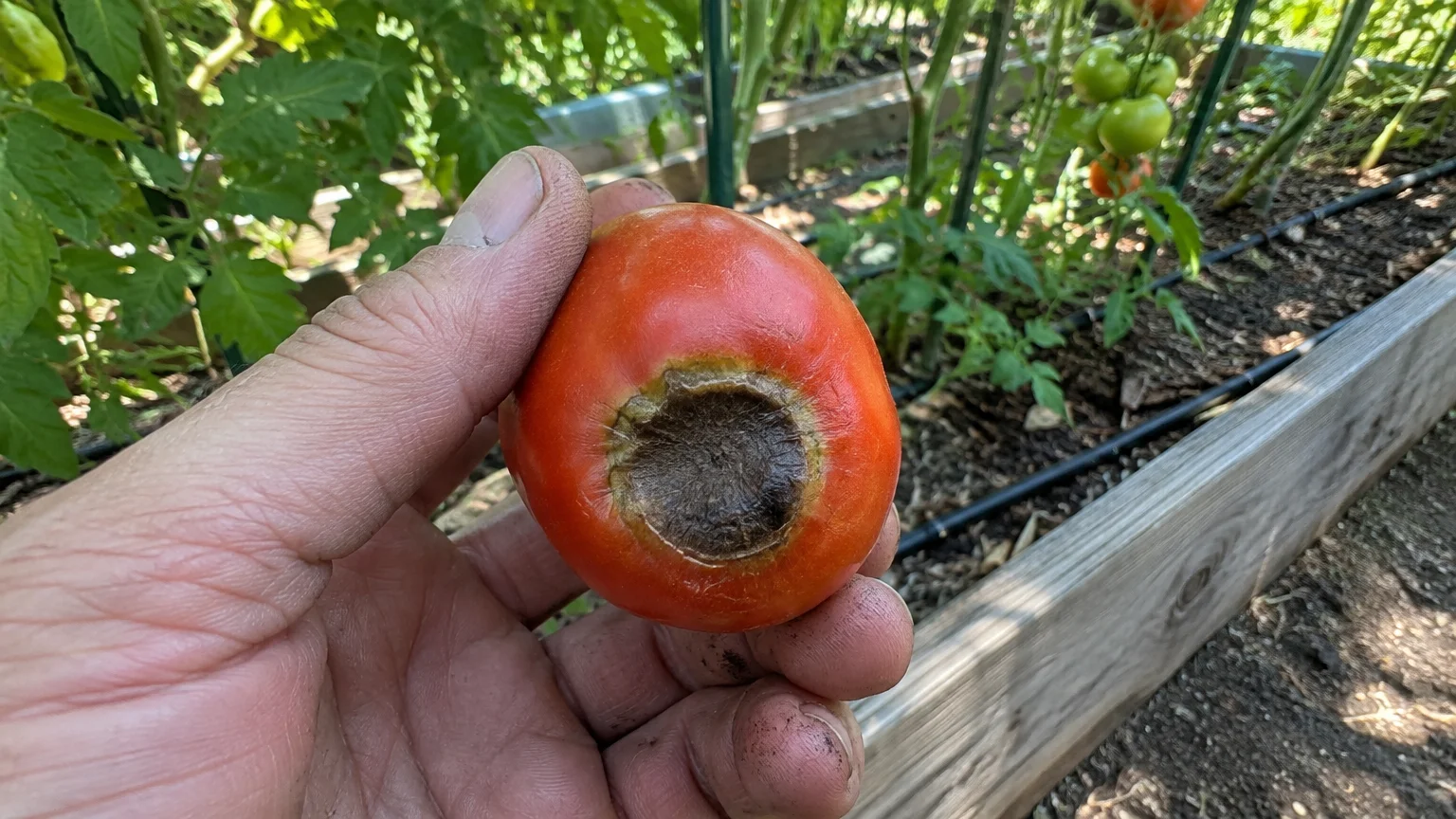 A hand holds a ripe red tomato with a large, sunken black blossom end rot lesion on its base.