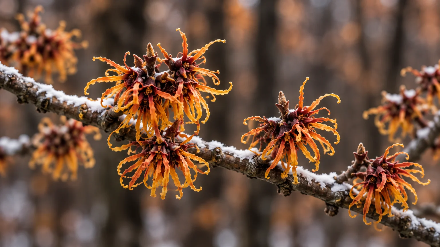 Orange and copper witch hazel blooms with slender, wavy petals line a snow-dusted bare branch in close-up.