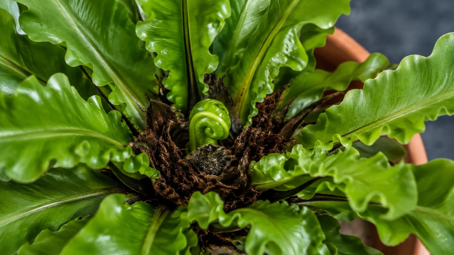 Close-up top view of a potted bird's nest fern showing wavy green fronds around an unfurling central fiddlehead.