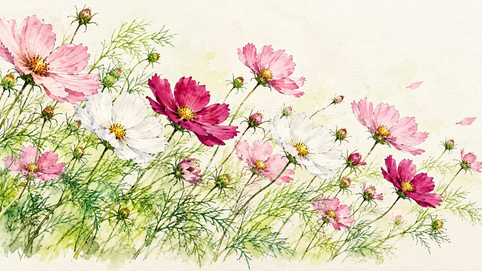 Watercolor illustration of pink, white, and magenta cosmos flowers blooming on delicate green foliage against a light background.