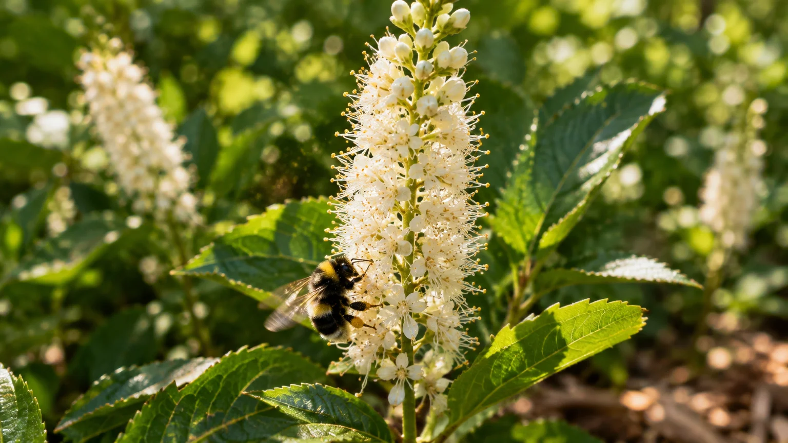 A bumblebee perches on a vertical spike of tiny white flowers surrounded by green leaves.