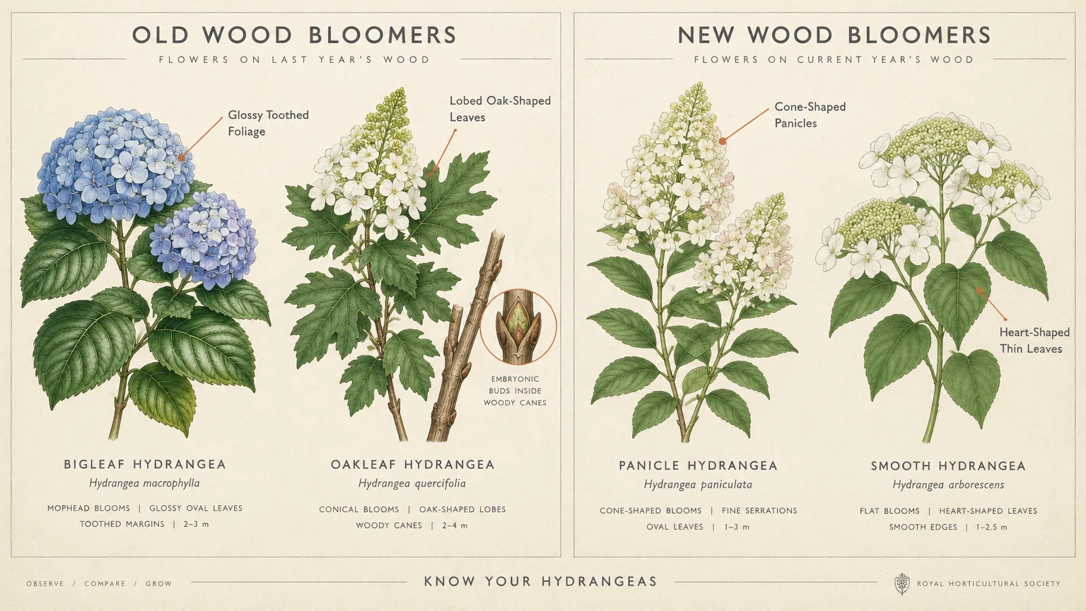 Botanical diagram comparing old wood bloomers bigleaf and oakleaf hydrangeas to new wood panicle and smooth hydrangeas.