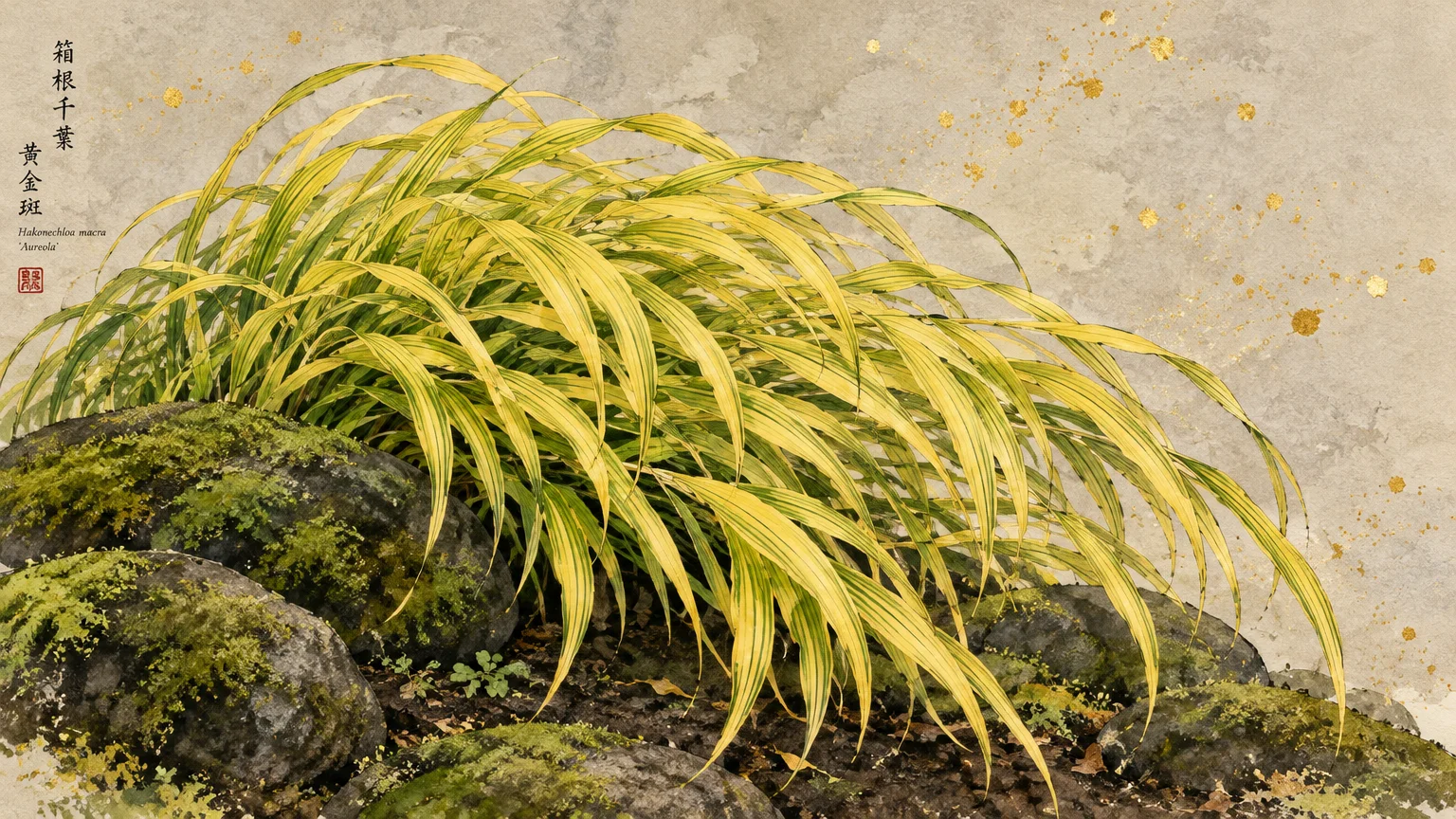 Illustration of yellow and green striped Japanese forest grass cascading over mossy stones with gold specks.