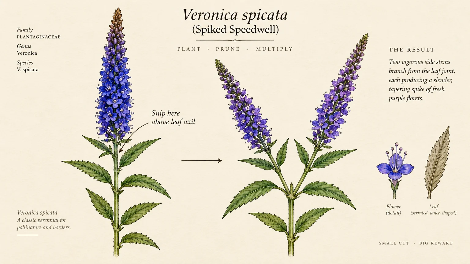 Botanical diagram showing where to prune a spiked speedwell stem above a leaf axil to produce two branching flower spikes.