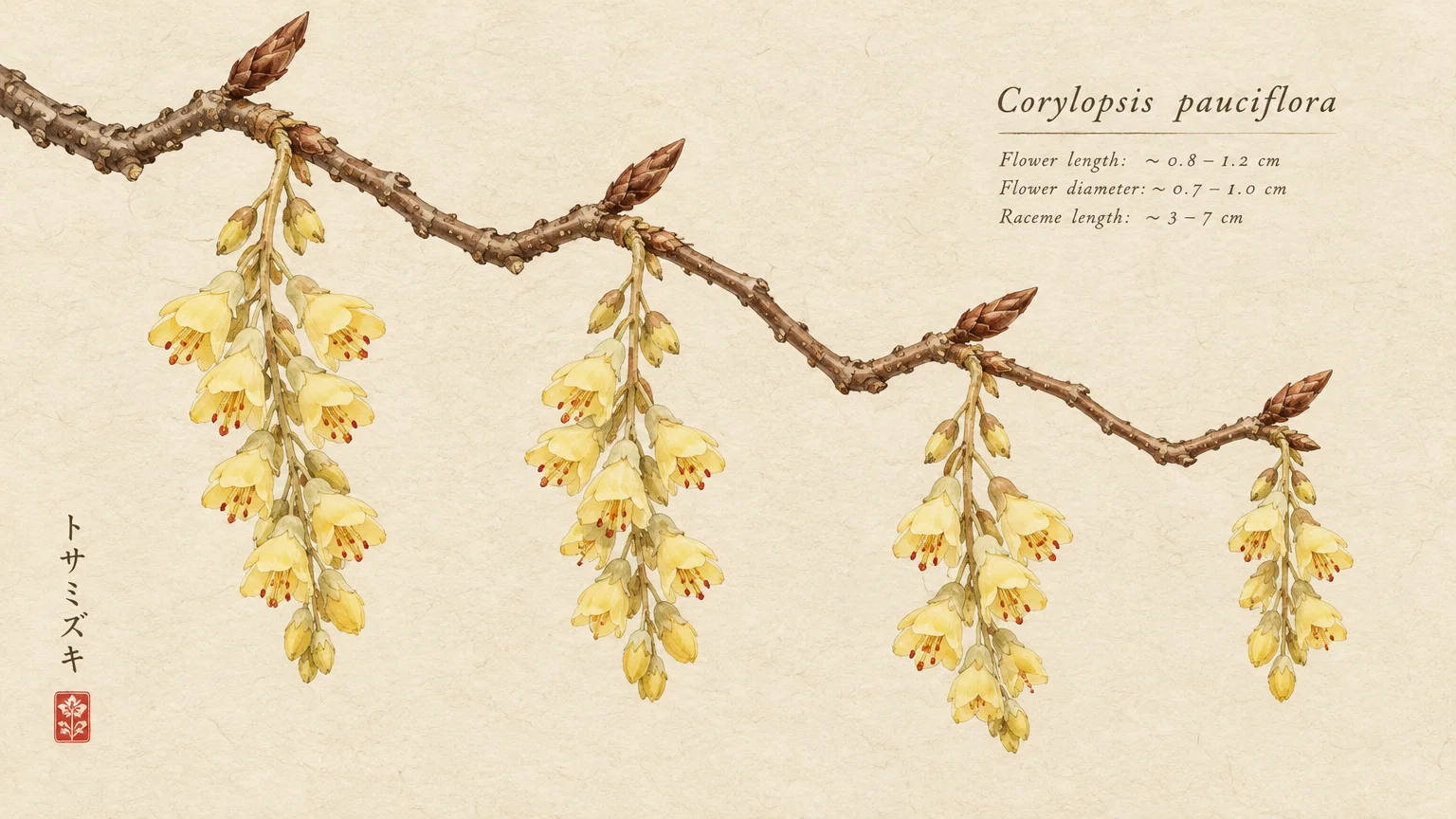 Botanical watercolor illustration of a bare twig with hanging clusters of buttery yellow Corylopsis pauciflora blossoms.