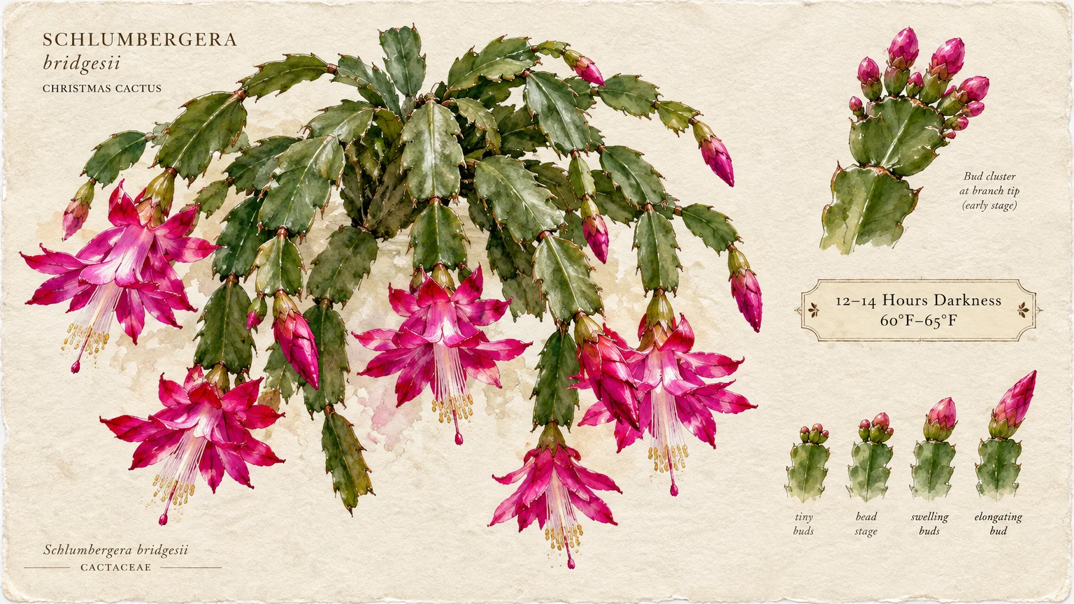 Botanical illustration of a Christmas cactus with magenta blooms and labeled diagrams of bud growth stages.