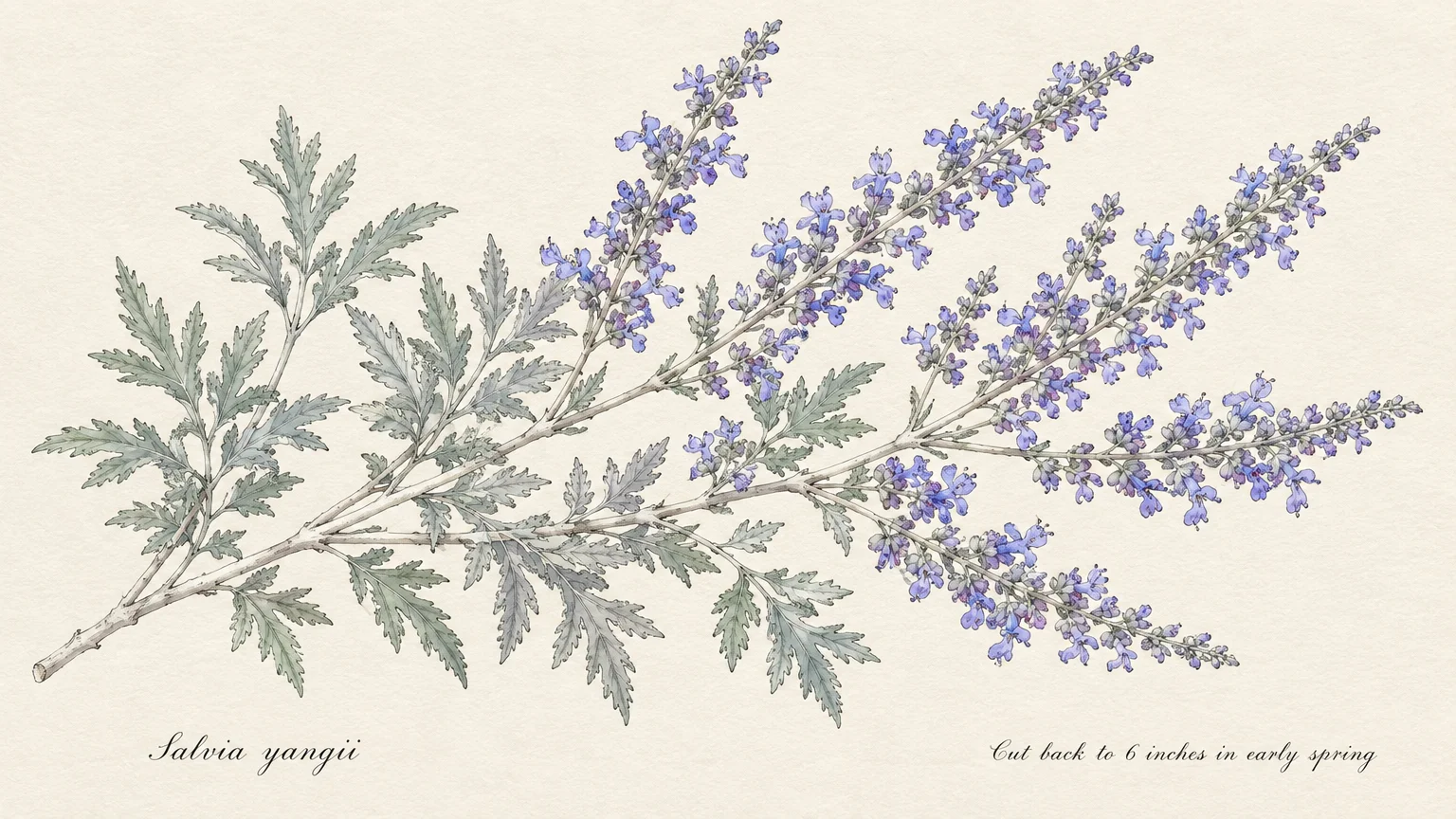 Botanical illustration of a Russian sage stem with silvery leaves and small lavender-blue florets on a beige background.