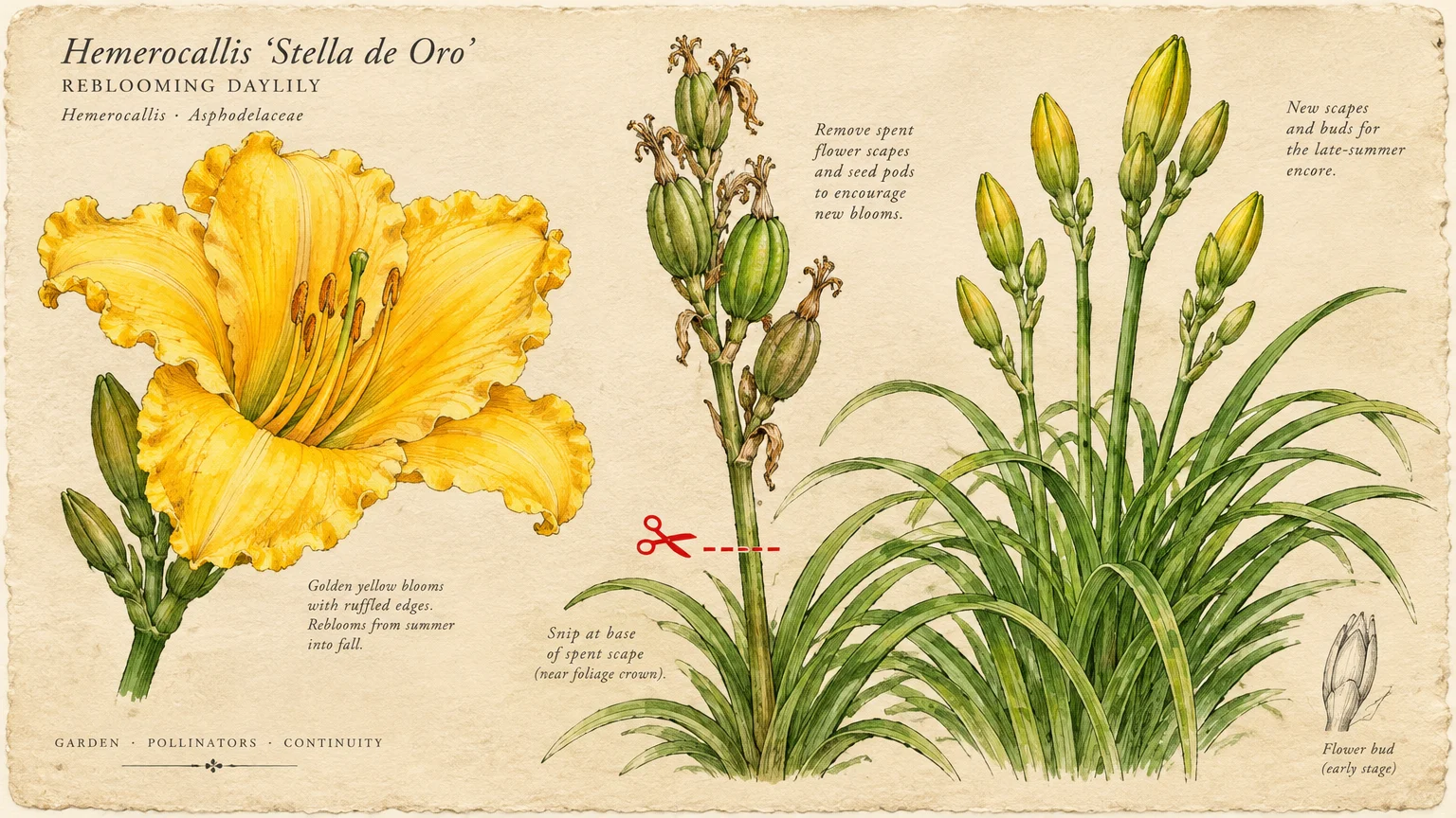 Botanical illustration of yellow Stella de Oro daylilies showing blooms, green seed pods, scissors cutting a scape, and buds.
