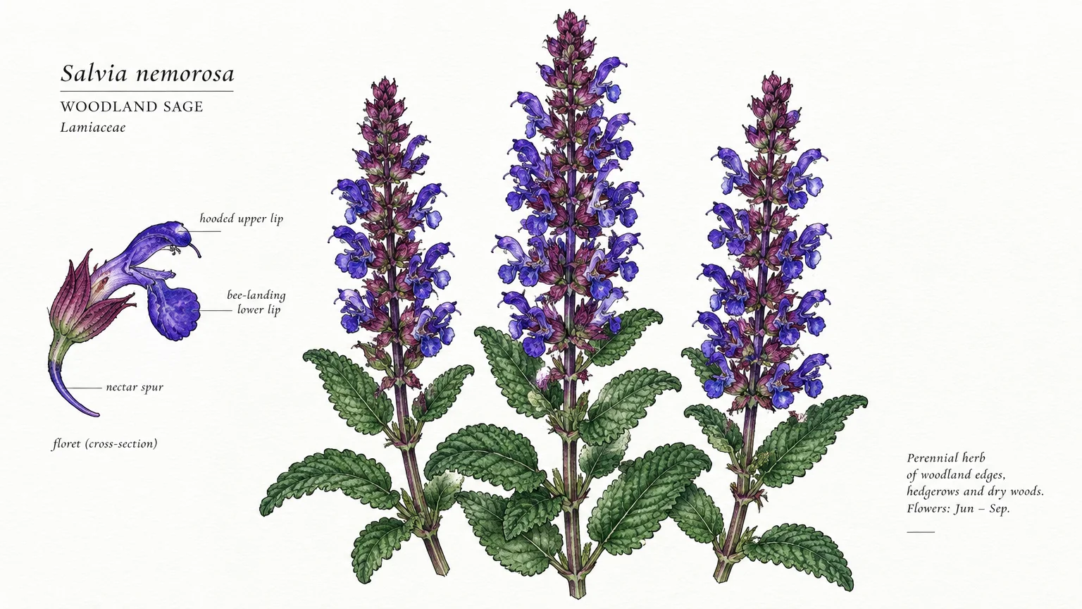 Botanical illustration of woodland salvia showing three purple flower spires, green leaves, and an anatomical floret diagram.