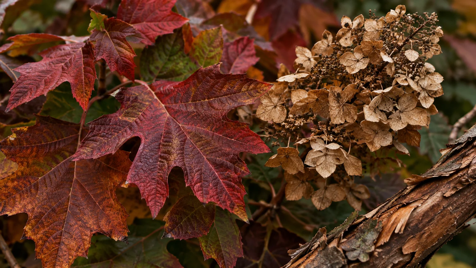 Close-up of deep crimson oakleaf hydrangea foliage, dried brown flower panicles, and textured peeling bark on a branch.