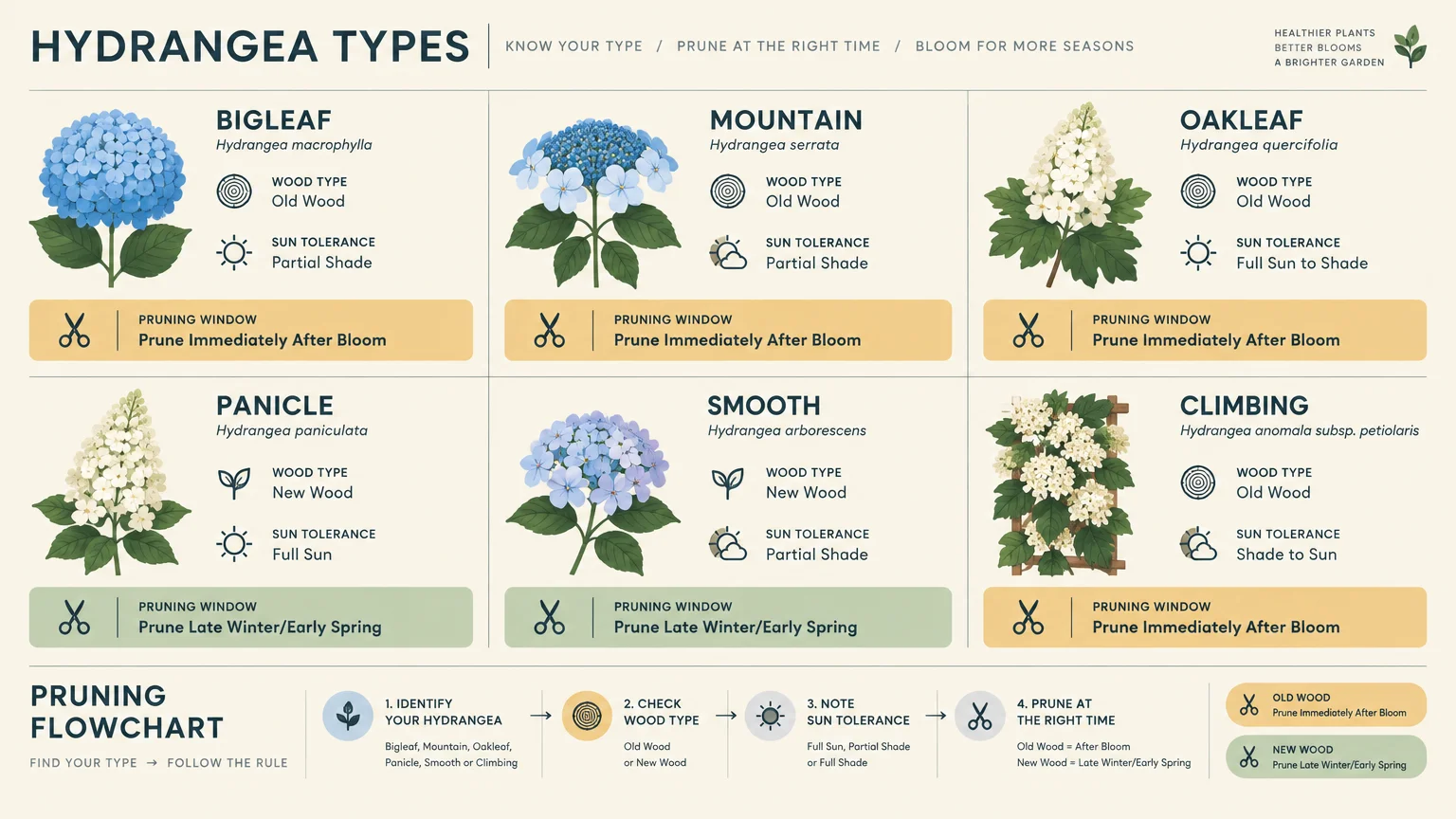 Diagram of six hydrangea varieties detailing wood type, sun tolerance, and pruning windows alongside a pruning flowchart.