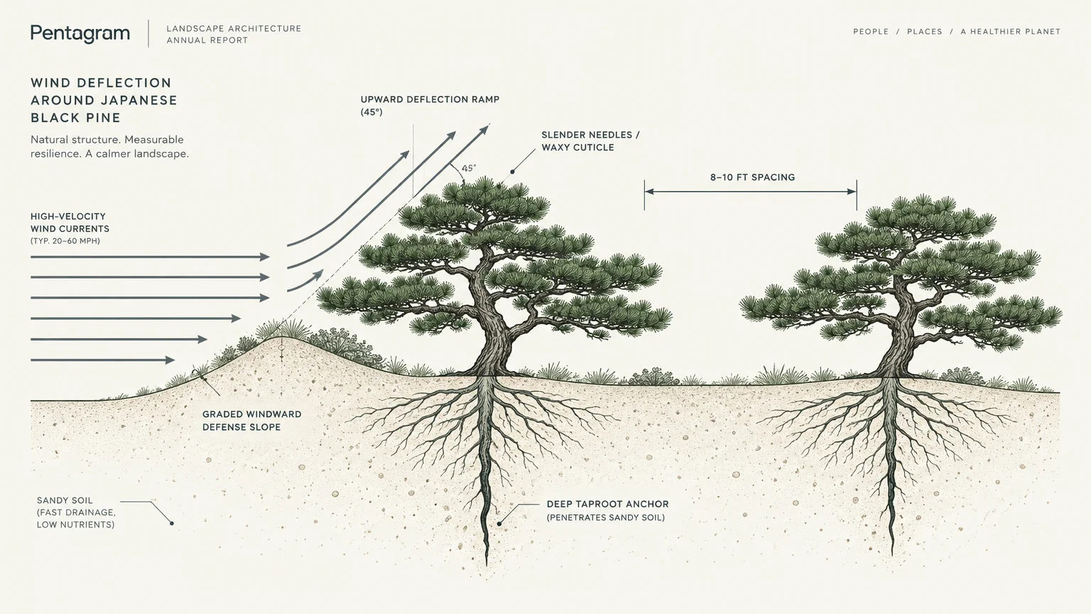 Diagram showing wind currents deflecting upward over Japanese Black Pines spaced eight to ten feet apart in sandy soil.