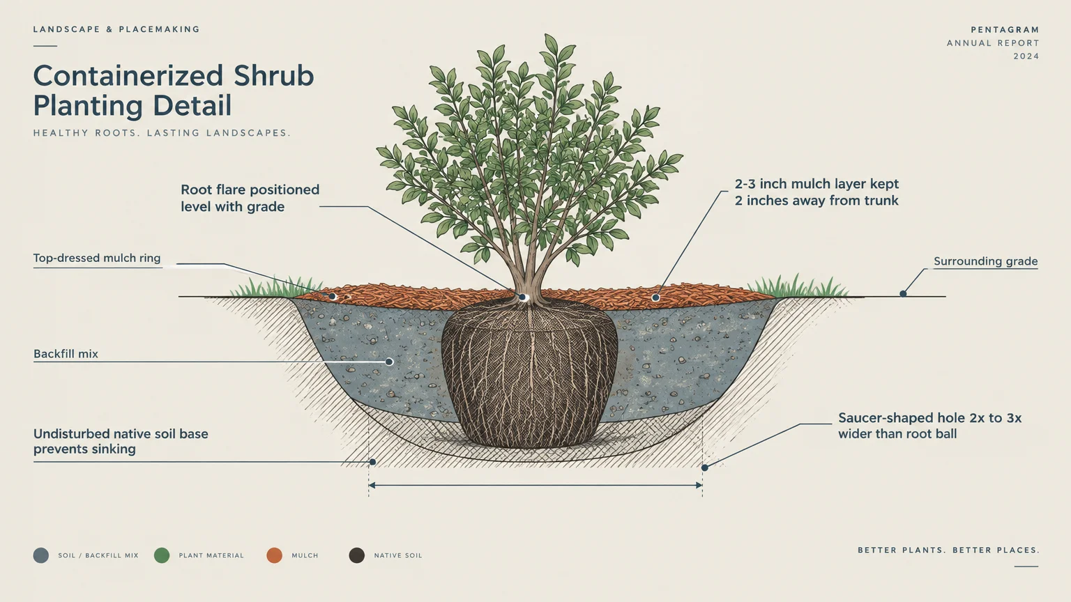 Cross section diagram of containerized shrub planting detail, showing root ball depth, backfill mix, and mulch layers.
