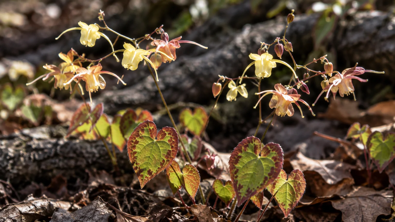 Delicate yellow and reddish-brown fairy wing flowers bloom above heart-shaped leaves with bronze borders among dry leaves.