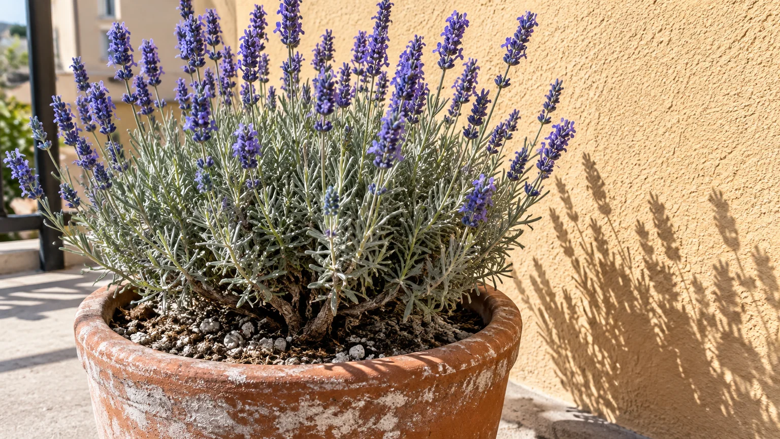 Blooming purple lavender plant growing in a weathered terracotta pot against a sunny yellow stucco wall.