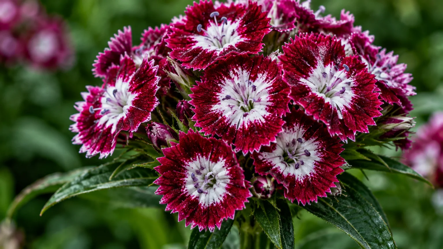 Close-up of a Sweet William flower cluster featuring deep magenta fringed petals with bright white centers.