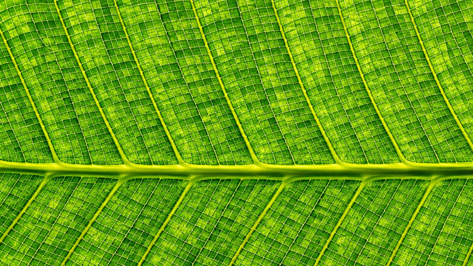 Macro close-up of a bright green leaf backlit by light, displaying an intricate rectangular grid network across its veins.