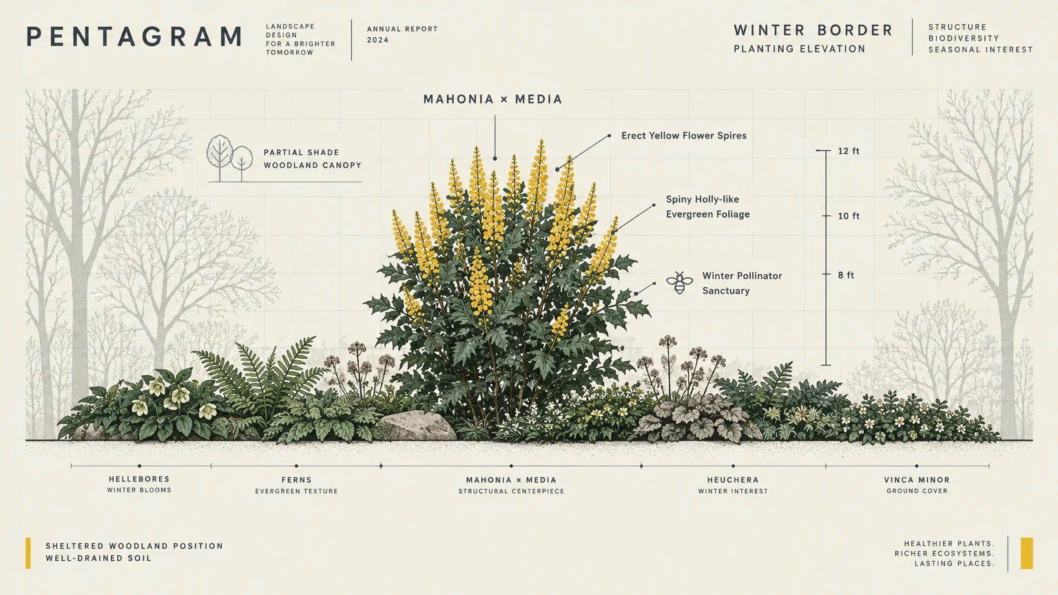 Landscape planting elevation diagram showing Mahonia x media with yellow blooms rising above hellebores and ferns.