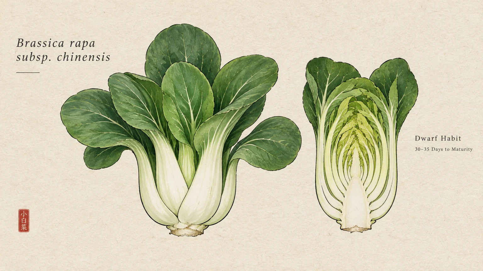 Botanical illustration of a whole baby bok choy head next to a vertical cross section revealing inner layers.