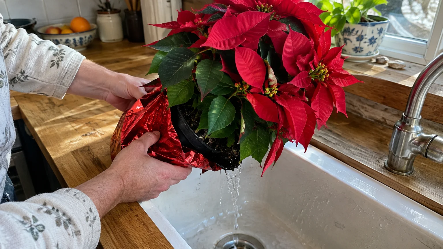 Hands tipping a red potted poinsettia over a kitchen sink to drain excess water from its red foil wrapper.