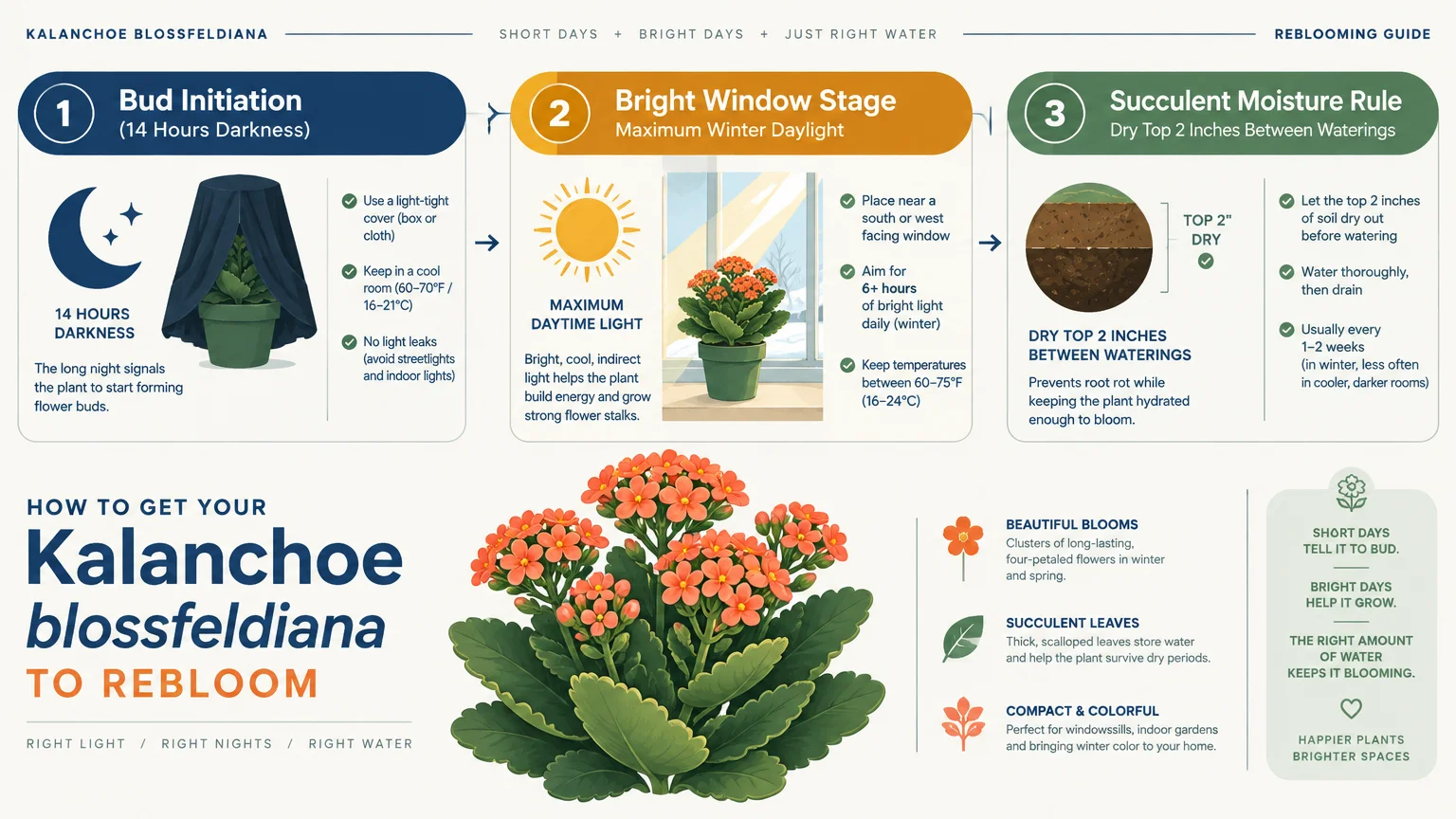 Infographic detailing three steps to rebloom Kalanchoe blossfeldiana, including darkness, bright light, and watering rules.