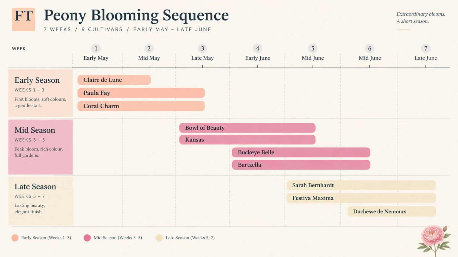 Timeline chart mapping early, mid, and late season blooming schedules for nine peony cultivars across seven weeks.