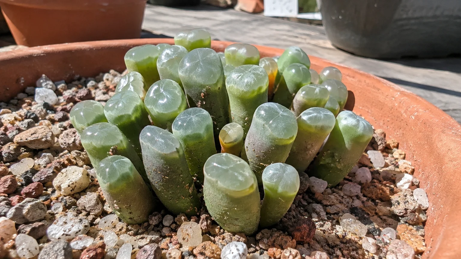 Cluster of upright, cylindrical Baby Toes succulent leaves with translucent rounded tips growing in a terracotta pot.