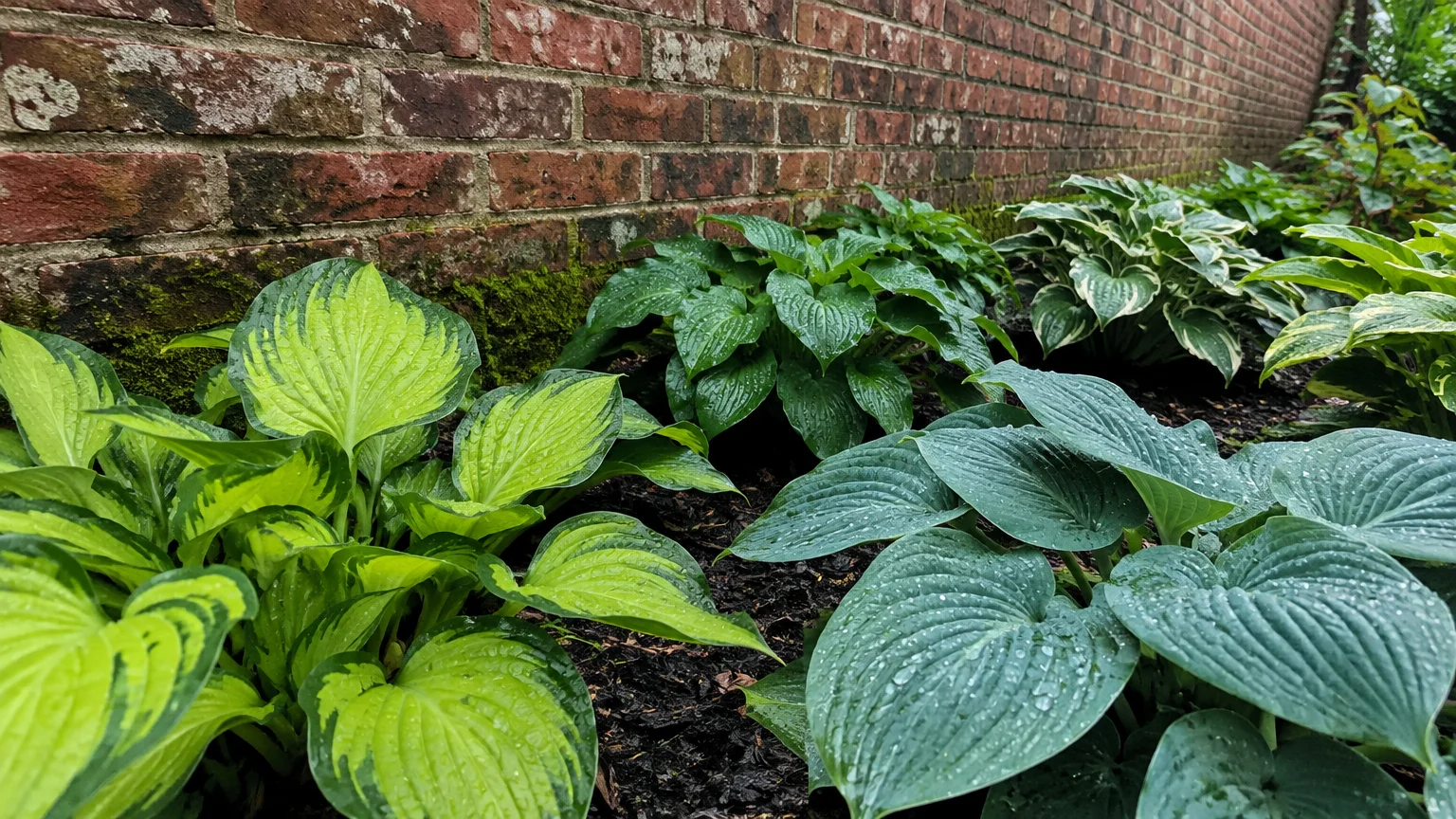 Various green, blue, and variegated hosta plants growing along a weathered red brick wall.