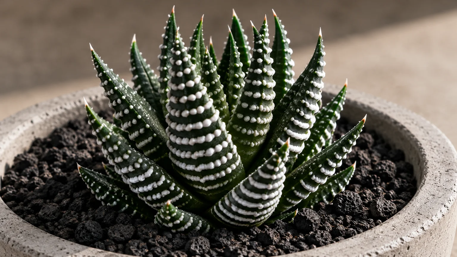 Zebra haworthia succulent with white-banded pointed leaves planted in dark volcanic substrate within a round concrete pot.