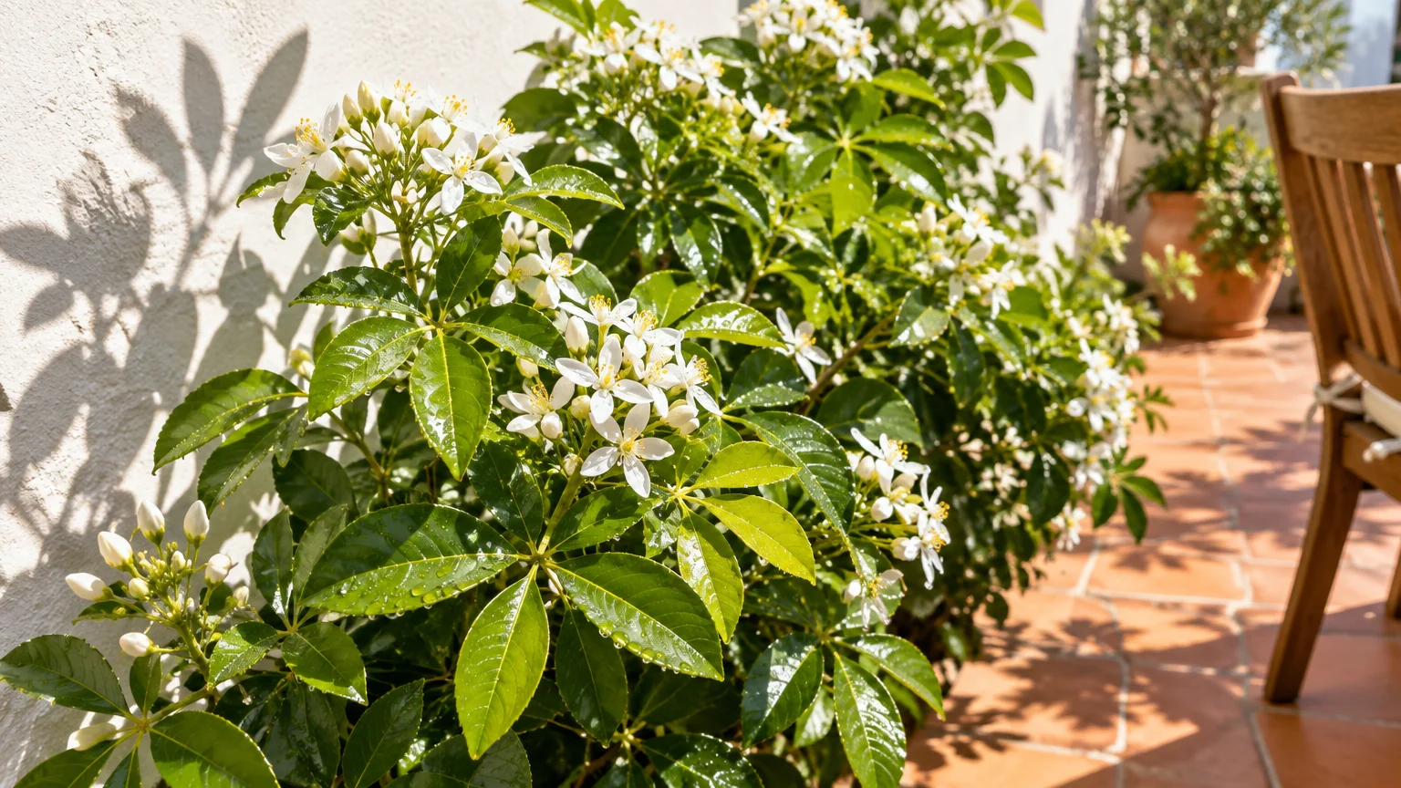 Glossy green Mexican orange blossom shrub covered in small white flowers beside a stucco wall on a terracotta tiled patio.