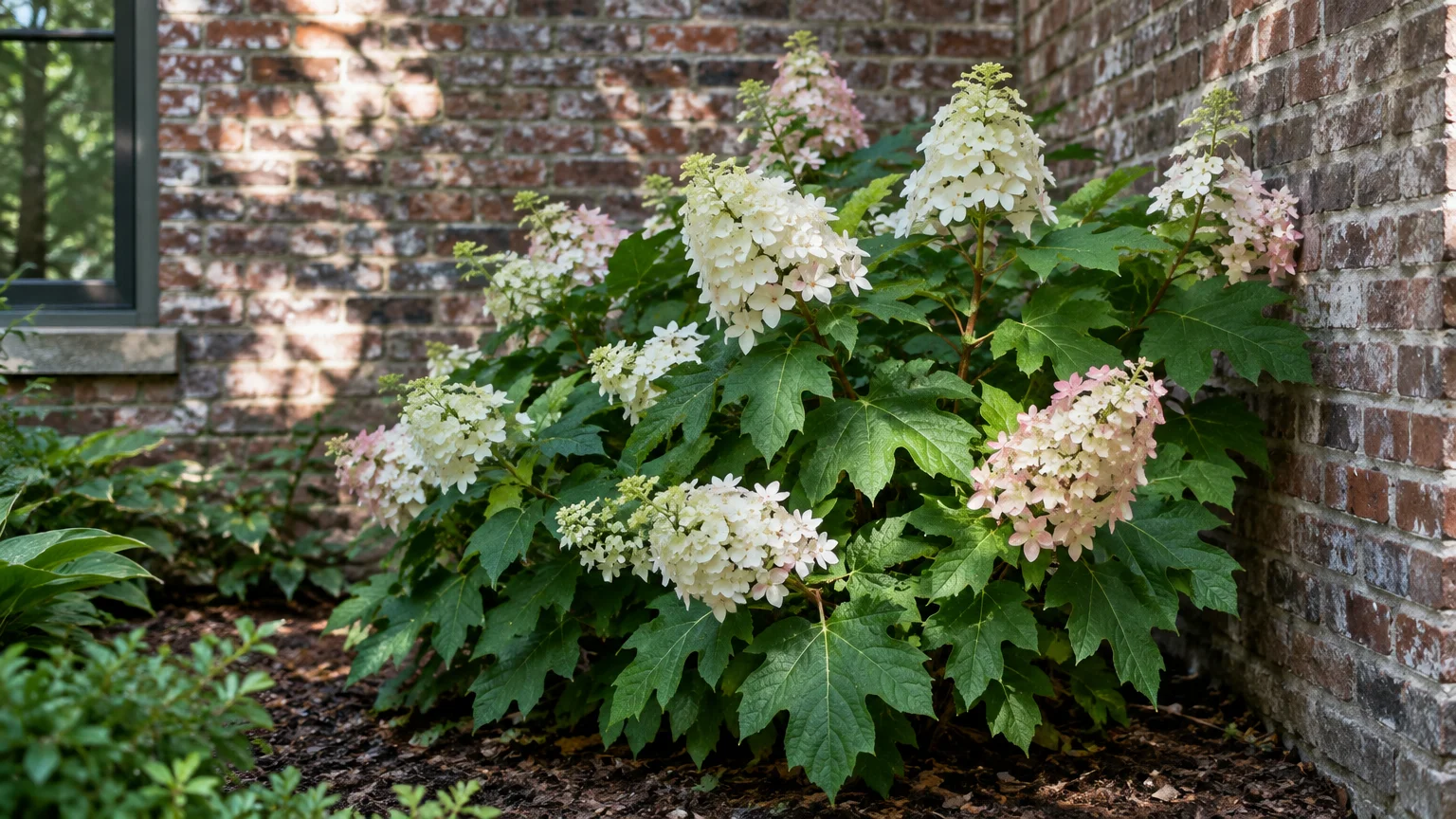 Oakleaf hydrangea shrub with lobed green leaves and conical white-to-pink flower panicles growing against a brick wall.