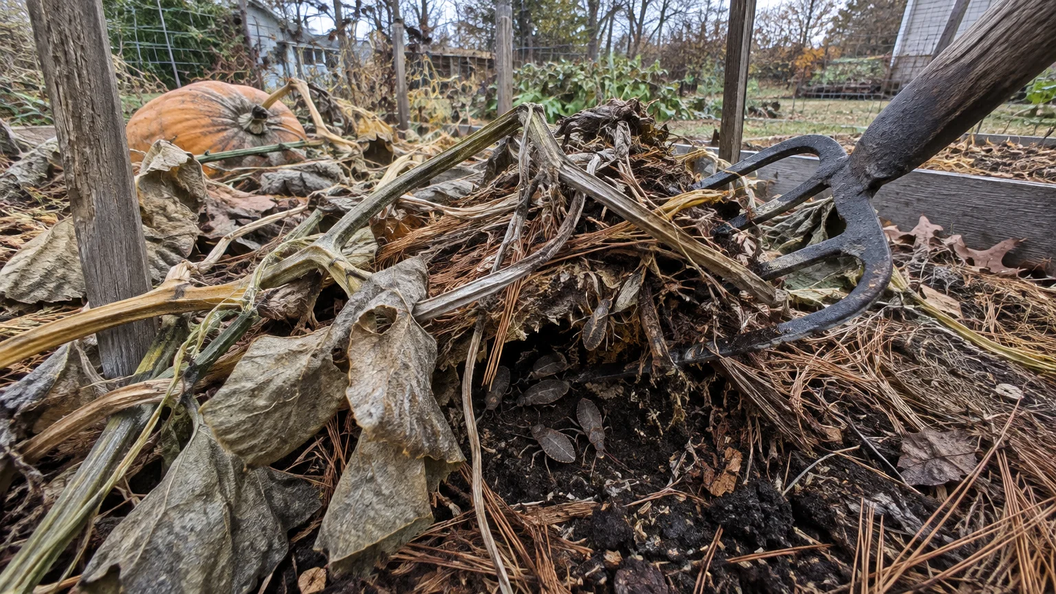 Garden fork lifting dead vines and mulch to expose several dark squash bugs sheltered in the soil below.