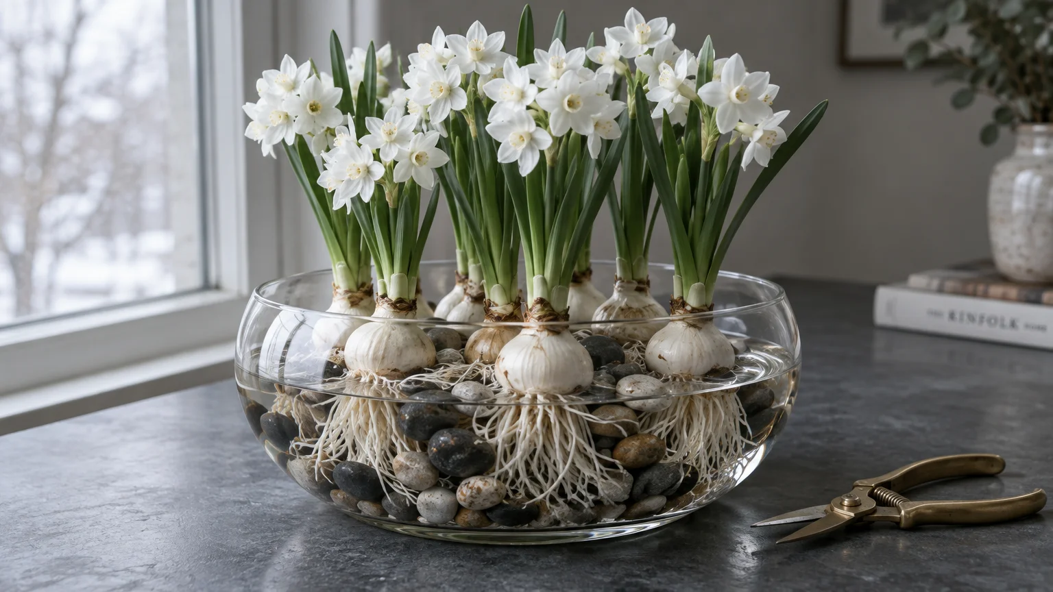 Blooming white paperwhite narcissus bulbs rooted among pebbles in a clear glass bowl beside brass scissors.