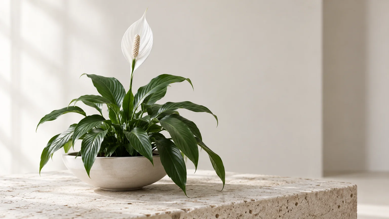 Blooming peace lily plant with green leaves and one white flower in a shallow bowl on a stone table.