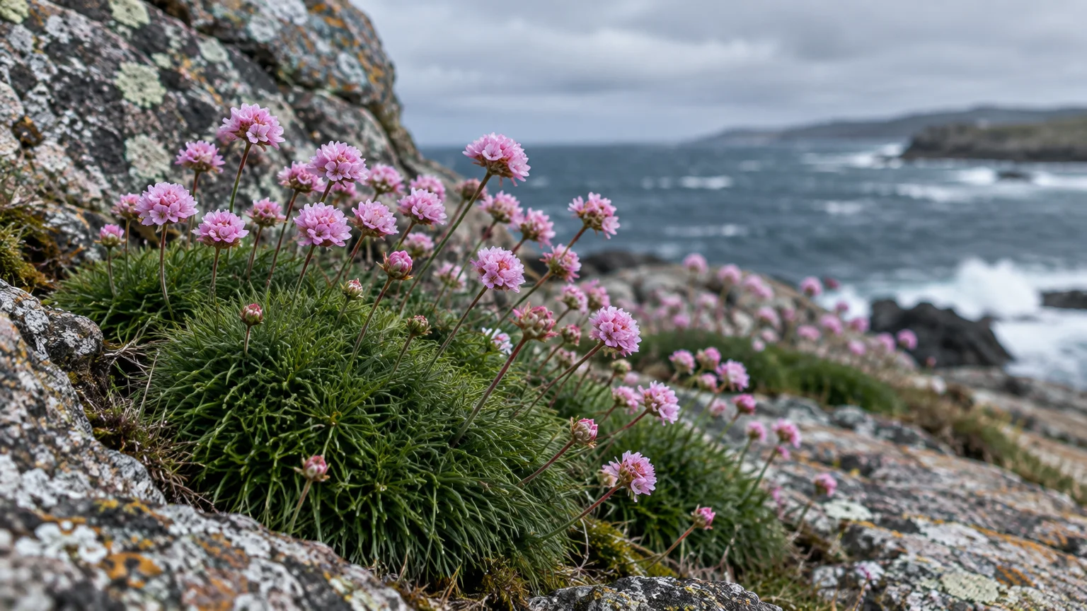 Pink sea thrift flowers blooming from green cushions on rocky coastal cliffs overlooking the ocean.