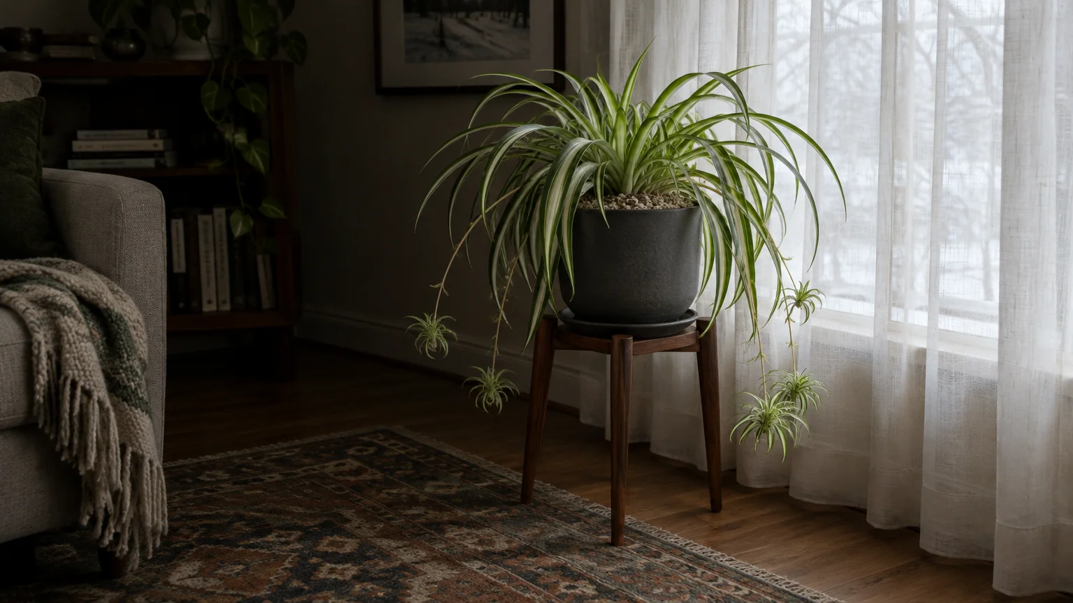 Potted spider plant on a wooden plant stand by a sheer curtained window, displaying hanging runners.