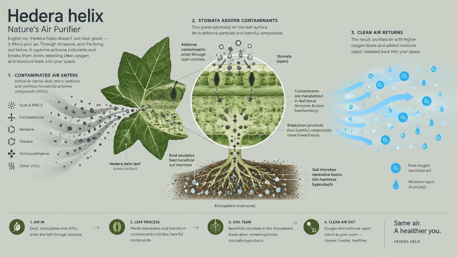 Diagram showing an English ivy leaf and roots filtering airborne contaminants into clean oxygen and moisture.