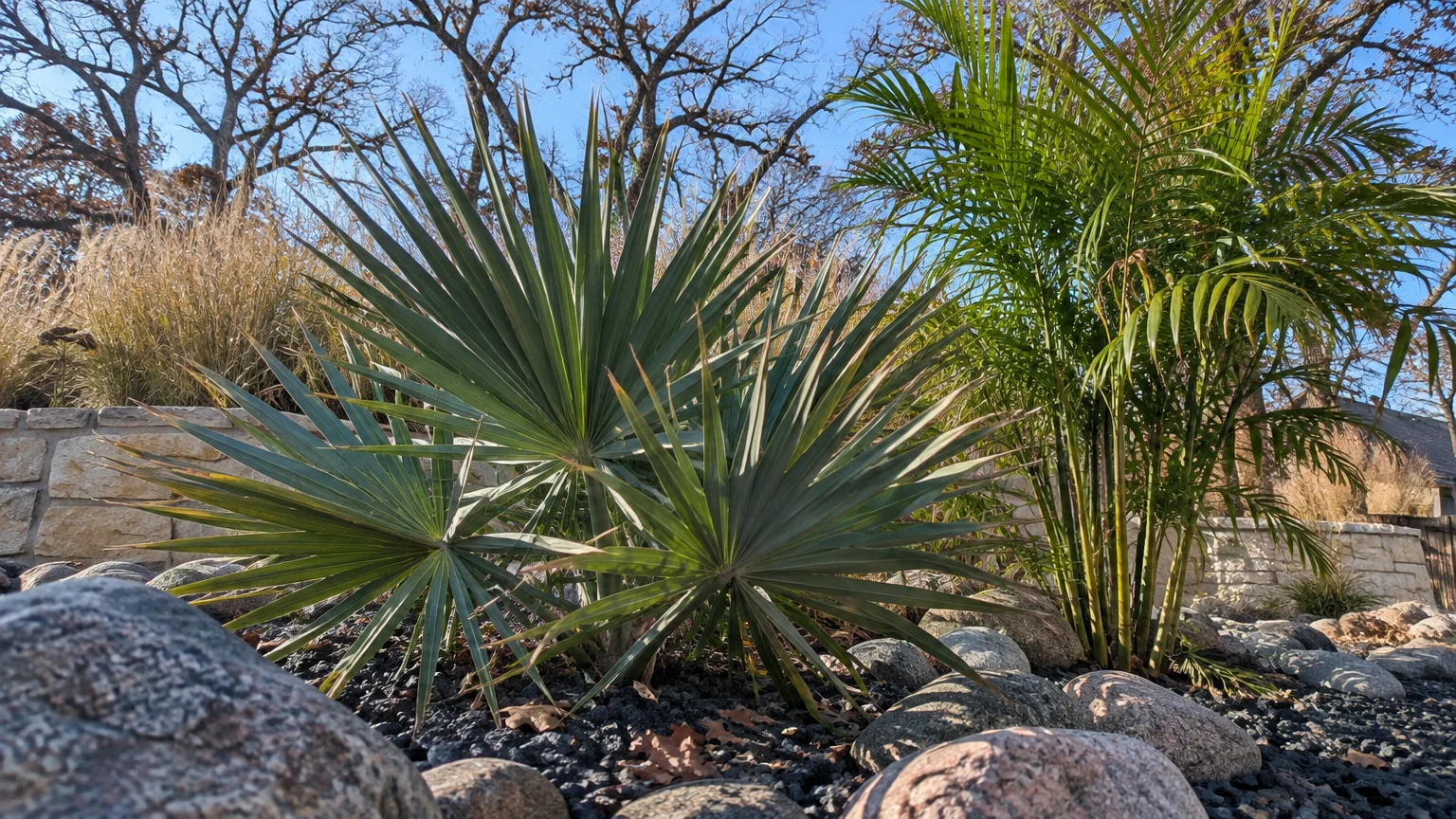 Fan-shaped dwarf palmetto and a leafy palm grow in a rock garden bed against a backdrop of bare trees and blue sky.